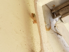 Hemidactylus mabouia