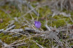 Crocus thomasii