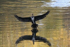 Phalacrocorax carbo