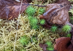 Polytrichum commune