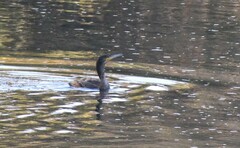 Phalacrocorax carbo