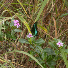 Papilio crino