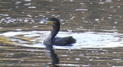 Phalacrocorax carbo