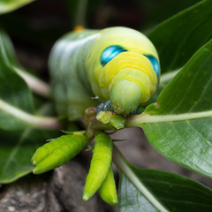 Daphnis nerii