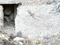 Gonatodes albogularis notatus