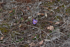 Crocus thomasii