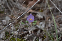 Crocus thomasii