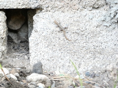 Gonatodes albogularis notatus