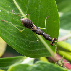 Odontomantis