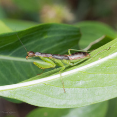 Odontomantis