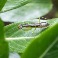 Odontomantis