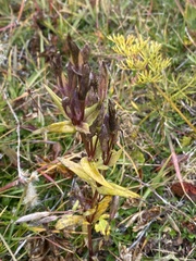 Gentiana dschungarica
