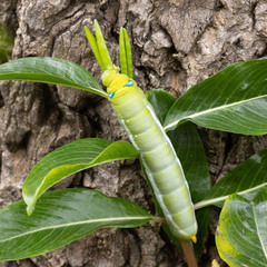Daphnis nerii