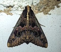 Sphingomorpha chlorea