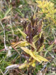 Gentiana dschungarica