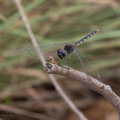Indothemis carnatica
