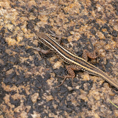 Ophisops leschenaultii