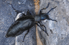 Meloe proscarabaeus
