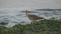 Numenius phaeopus