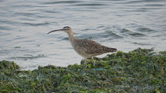 Numenius phaeopus