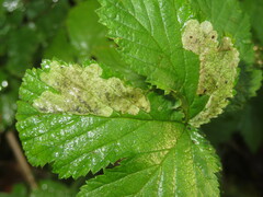 Agromyza filipendulae