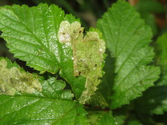 Agromyza filipendulae