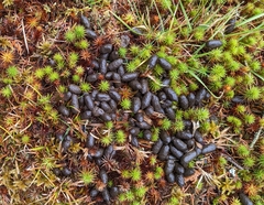 Odocoileus virginianus