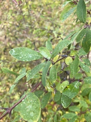 Lonicera caerulea