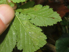 Agromyza filipendulae