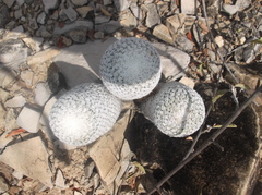 Mammillaria lanata
