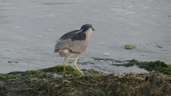 Nycticorax nycticorax