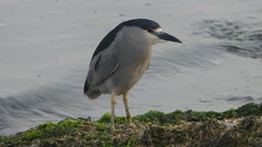 Nycticorax nycticorax