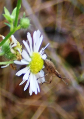 Charagmus gressorius