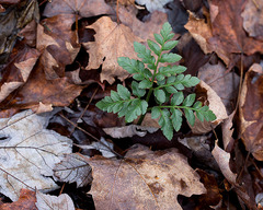 Sceptridium oneidense