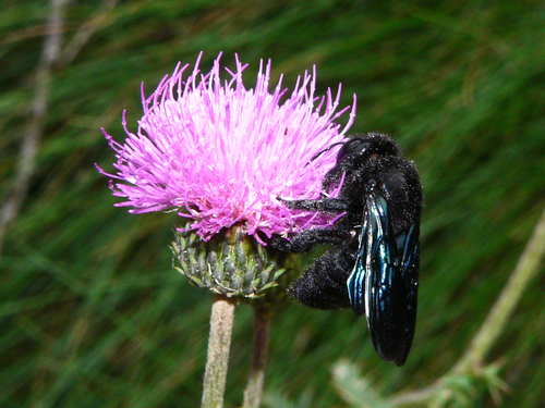 Violet carpenter bee