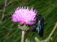 Xylocopa violacea