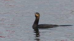 Nannopterum brasilianum