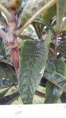 Eriobotrya japonica