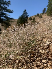 Eriogonum baileyi
