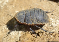 Polyphaga aegyptiaca