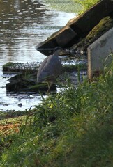 Ardea cinerea