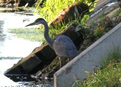 Ardea cinerea