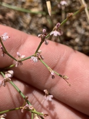 Eriogonum baileyi
