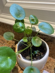 Pilea peperomioides
