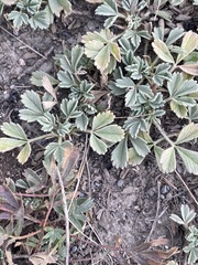 Potentilla acaulis