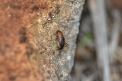 Paramogoplistes novaki