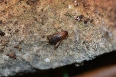 Paramogoplistes novaki