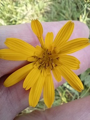 Tragopogon orientalis