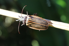 Macrodontia batesi