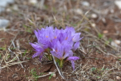 Crocus thomasii